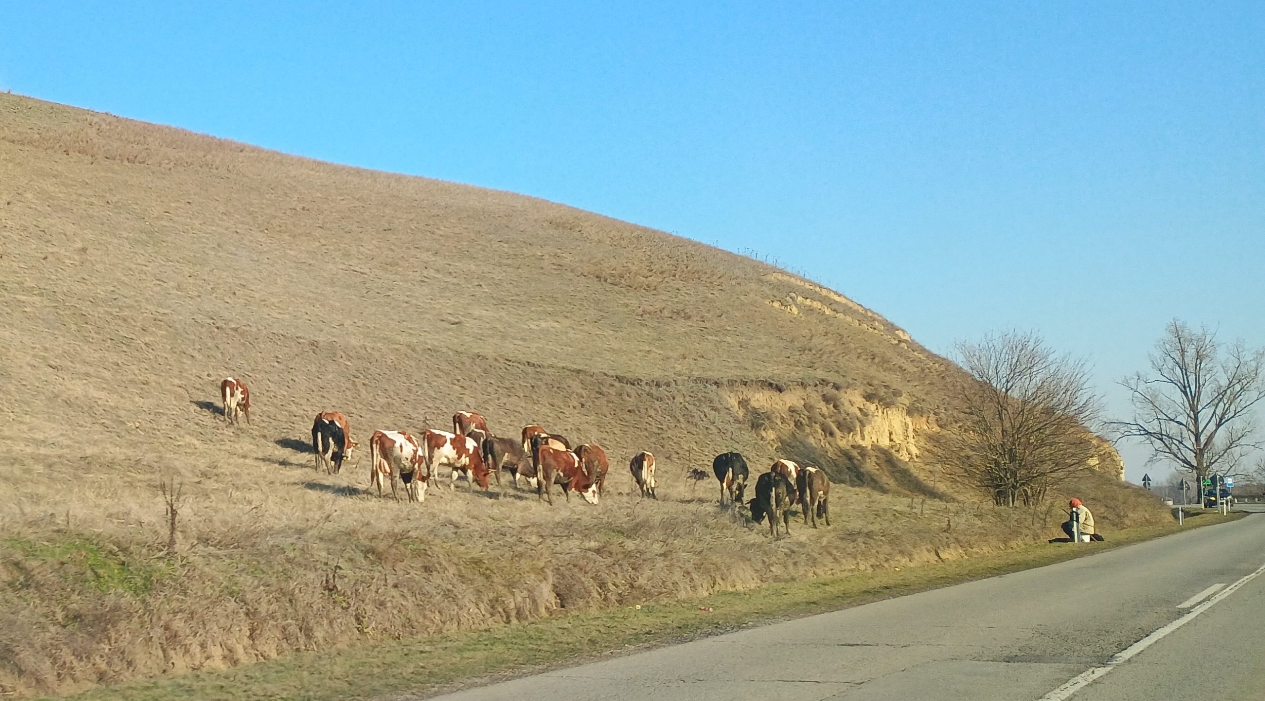 Београд: Постигнут договор Министарства пољопривреде и млекара